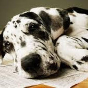 Meet your Posher, Juliana